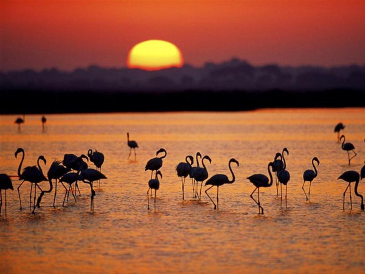 Alojamiento Rural Flamingo El Rocío Exterior photo